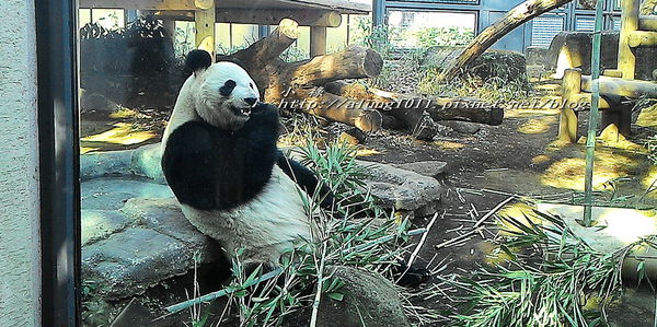 上野動物園:知識趣味兼具,大人小孩都喜歡!! ..來去上野動物園~~ 上野動物園:知識趣味兼具,大人小孩都喜歡!! ..來去上野動物園~~