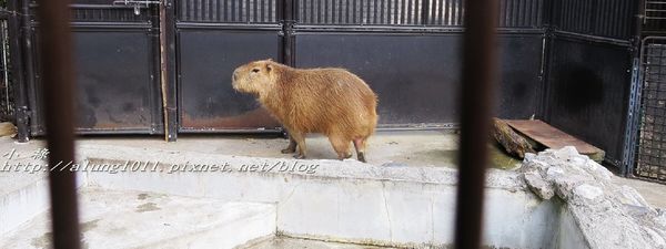 上野動物園:知識趣味兼具,大人小孩都喜歡!! ..來去上野動物園~~ 上野動物園:知識趣味兼具,大人小孩都喜歡!! ..來去上野動物園~~