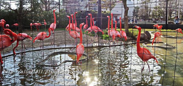 上野動物園:知識趣味兼具,大人小孩都喜歡!! ..來去上野動物園~~ 上野動物園:知識趣味兼具,大人小孩都喜歡!! ..來去上野動物園~~