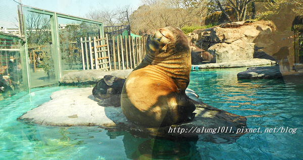 上野動物園:知識趣味兼具,大人小孩都喜歡!! ..來去上野動物園~~ 上野動物園:知識趣味兼具,大人小孩都喜歡!! ..來去上野動物園~~