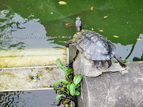 清水観音堂：上野公園南側 / 清水堂 / 弁天堂 / 不忍池畔傍晚散步~