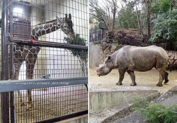 上野動物園:知識趣味兼具,大人小孩都喜歡!! ..來去上野動物園~~ 上野動物園:知識趣味兼具,大人小孩都喜歡!! ..來去上野動物園~~