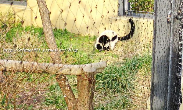 上野動物園:知識趣味兼具,大人小孩都喜歡!! ..來去上野動物園~~ 上野動物園:知識趣味兼具,大人小孩都喜歡!! ..來去上野動物園~~