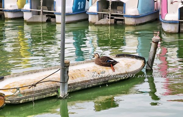 清水観音堂：上野公園南側 / 清水堂 / 弁天堂 / 不忍池畔傍晚散步~