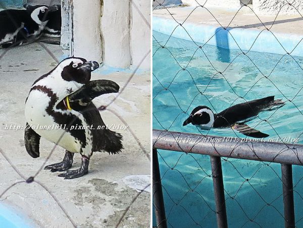 上野動物園:知識趣味兼具,大人小孩都喜歡!! ..來去上野動物園~~ 上野動物園:知識趣味兼具,大人小孩都喜歡!! ..來去上野動物園~~