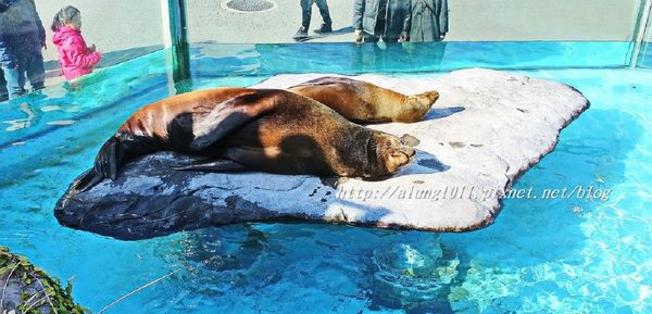 上野動物園:知識趣味兼具,大人小孩都喜歡!! ..來去上野動物園~~ 上野動物園:知識趣味兼具,大人小孩都喜歡!! ..來去上野動物園~~
