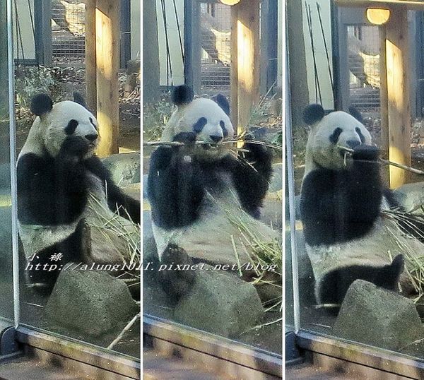 上野動物園:知識趣味兼具,大人小孩都喜歡!! ..來去上野動物園~~ 上野動物園:知識趣味兼具,大人小孩都喜歡!! ..來去上野動物園~~