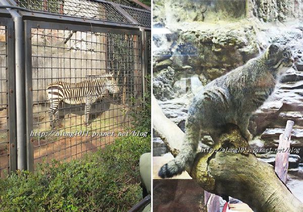 上野動物園:知識趣味兼具,大人小孩都喜歡!! ..來去上野動物園~~ 上野動物園:知識趣味兼具,大人小孩都喜歡!! ..來去上野動物園~~