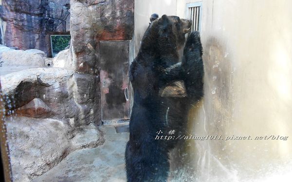 上野動物園:知識趣味兼具,大人小孩都喜歡!! ..來去上野動物園~~ 上野動物園:知識趣味兼具,大人小孩都喜歡!! ..來去上野動物園~~
