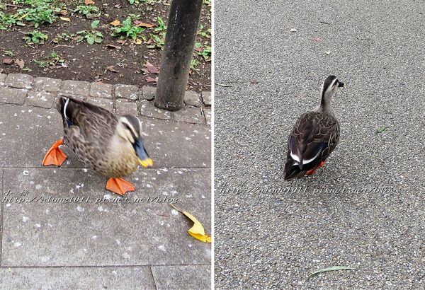 清水観音堂：上野公園南側 / 清水堂 / 弁天堂 / 不忍池畔傍晚散步~