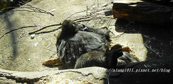 上野動物園:知識趣味兼具,大人小孩都喜歡!! ..來去上野動物園~~ 上野動物園:知識趣味兼具,大人小孩都喜歡!! ..來去上野動物園~~