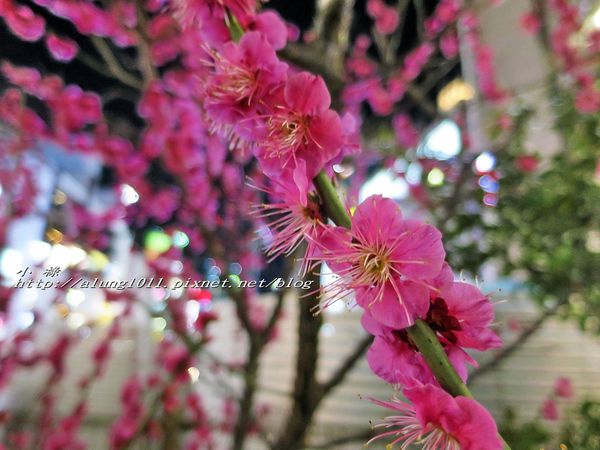 阿美橫丁(Ameyoko)：アメ横‧逛逛阿美橫町~~