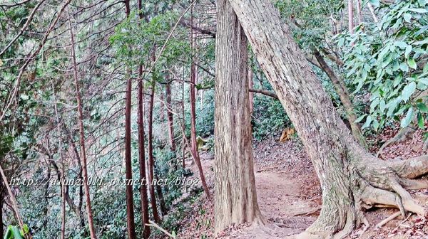 高尾山：米其林三星景點!!!   ..八王子高尾山 2 / 登山篇