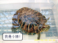 賀將の店:賀將の店‧‧厚呷ㄟ店!! 賀將の店:賀將の店‧‧厚呷ㄟ店!!