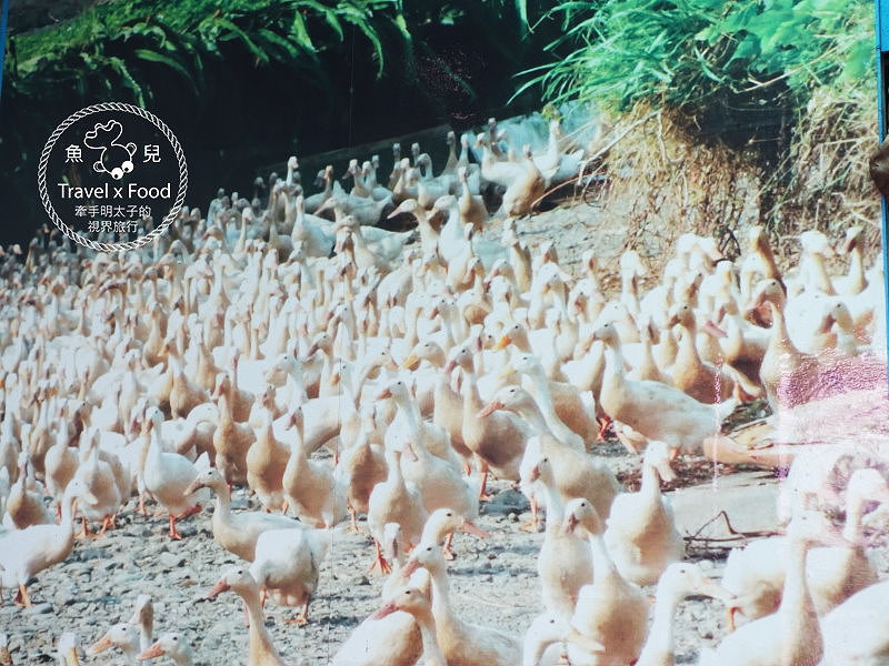 【遊】紅土溫泉野放鴨｜潘氏農場鹹蛋DIY vs 無料泡腳池 @魚兒 x 牽手明太子的「視」界旅行
