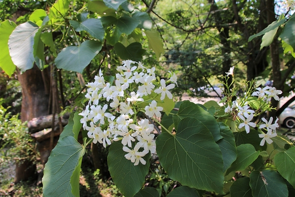 大山休閒牧場：【彰化花壇景點】大山休閒牧場~享用美味鮮乳製品，坐大山小火車，季節限定油桐花，親子遊好去處