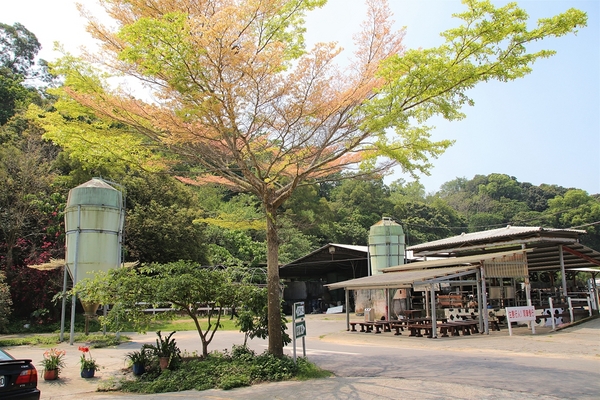 大山休閒牧場：【彰化花壇景點】大山休閒牧場~享用美味鮮乳製品，坐大山小火車，季節限定油桐花，親子遊好去處