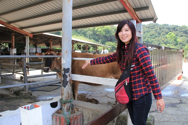 大山休閒牧場：【彰化花壇景點】大山休閒牧場~享用美味鮮乳製品，坐大山小火車，季節限定油桐花，親子遊好去處