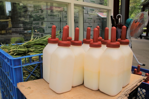 大山休閒牧場：【彰化花壇景點】大山休閒牧場~享用美味鮮乳製品，坐大山小火車，季節限定油桐花，親子遊好去處