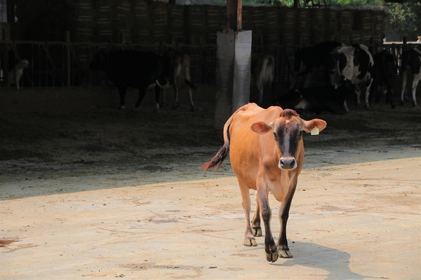 大山休閒牧場：【彰化花壇景點】大山休閒牧場~享用美味鮮乳製品，坐大山小火車，季節限定油桐花，親子遊好去處