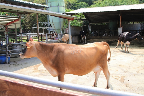 大山休閒牧場：【彰化花壇景點】大山休閒牧場~享用美味鮮乳製品，坐大山小火車，季節限定油桐花，親子遊好去處
