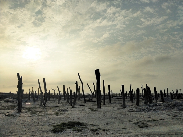 福寶濕地漂流木:【彰化福興景點】福寶濕地漂流木~沉淪在末日之美,漂流木如同一座死寂的森林,婚紗外拍取景