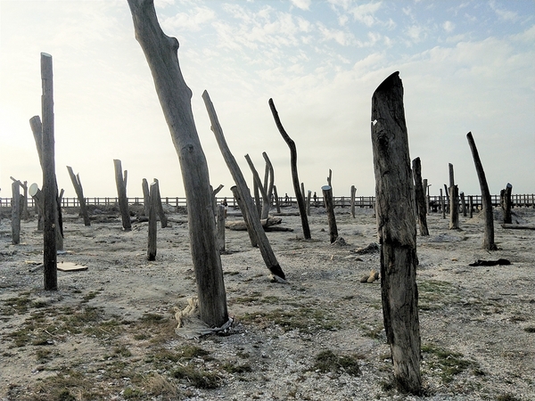 福寶濕地漂流木:【彰化福興景點】福寶濕地漂流木~沉淪在末日之美,漂流木如同一座死寂的森林,婚紗外拍取景