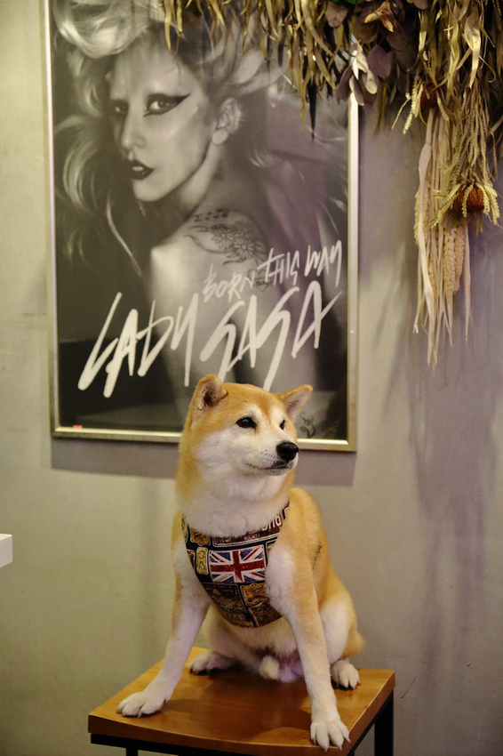 【食。中和】貳Hood.cafe〜中永和早午餐推薦。被乾燥花包圍，一秒走進少女的夢幻國度，入口即化的舒芙蕾，療癒系甜點！