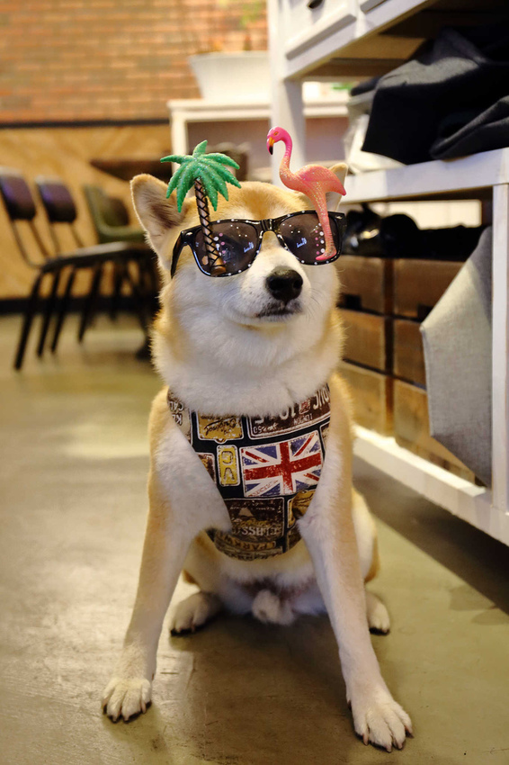 【食。中和】貳Hood.cafe〜中永和早午餐推薦。被乾燥花包圍，一秒走進少女的夢幻國度，入口即化的舒芙蕾，療癒系甜點！