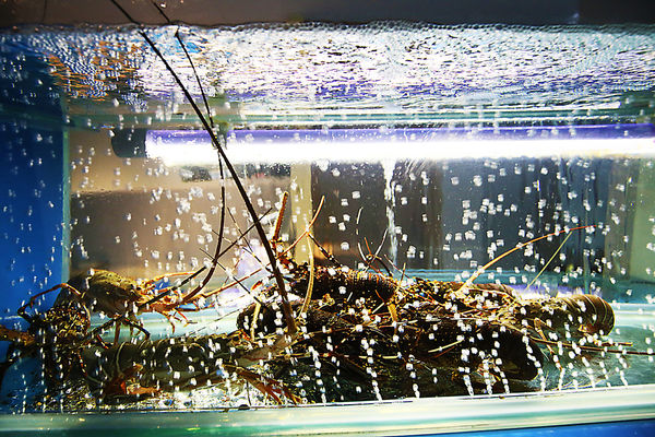 IMG_0010.JPG IMG_0010.JPG