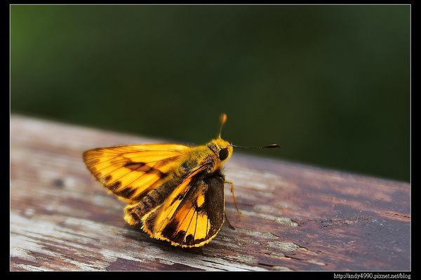 20160402貓空小天空步道5