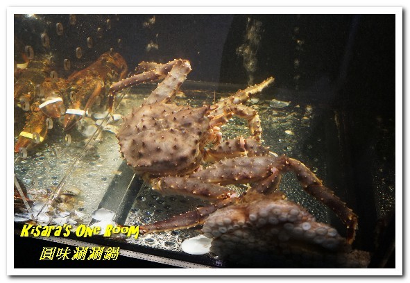 圓味涮涮鍋((新莊和興店))：新莊火鍋．真正的龍蝦才夠Q，來客戰龍蝦爆鍋！──圓味涮涮鍋