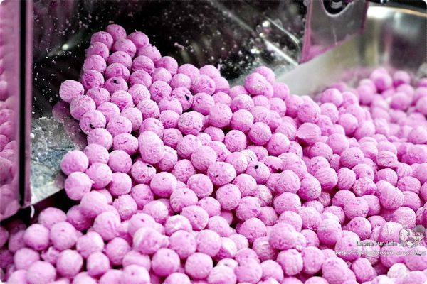 貓頭鷹茶森林 台糖果寡糖成份 果寡糖益生菌 健康寡糖 自製珍珠材料 水果珍珠粉圓 火龍果珍珠做法 手作珍珠 抹茶珍珠 日月潭紅茶價格 日月潭紅茶禮盒 日月潭紅茶介紹 日月潭紅茶品種 日月潭紅茶特色 日月潭紅茶飲料 日月潭台茶18號紅玉紅茶 風味 泡法 台茶21號 21號紅韻 紅玉紅韻差別 台茶21號特色 飲料店 台中知名飲料店 台中西區飲料店 自創飲料店 飲料店推薦 自製水果珍珠 DSC02501.JPG