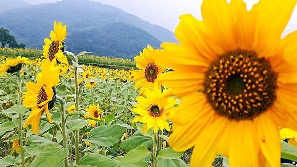 23414563_1598987856789095_77822400_n