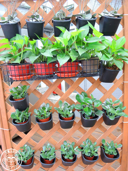 貓腳ㄚ咖啡：呷飽祙【新北土城･貓腳ㄚ咖啡】餐點食材用心的寵物友善餐廳