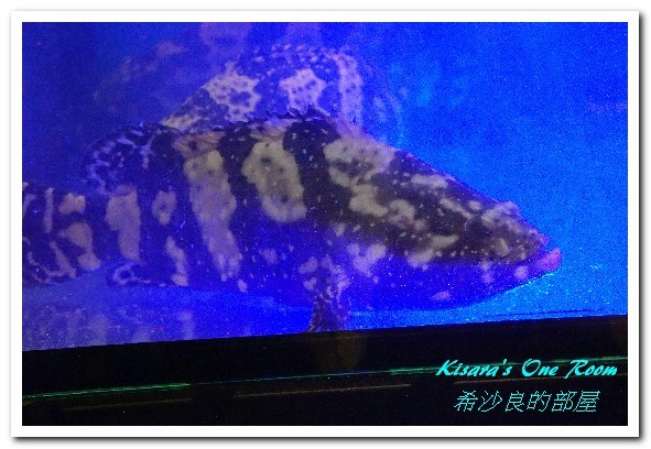 澎湖蒸鱻蒸氣火鍋：中永和火鍋．在地與國際接軌、變化多端的海鮮蒸鍋──澎湖蒸鱻蒸氣火鍋