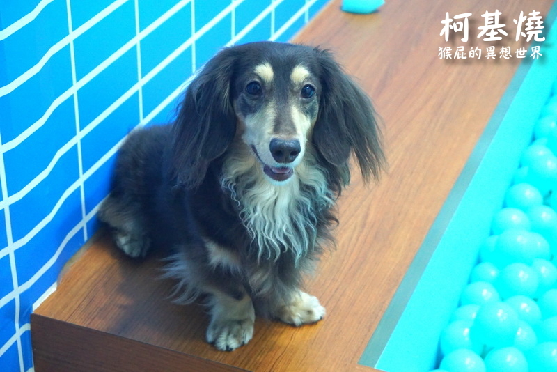 IG打卡,IG打卡景點,IG打卡美食,中永和,捷運頂溪站,柯基燒,柯基燒地址,柯基燒捷運,柯基燒永和,柯基燒營業時間,柯基燒菜單,柯基燒電話,柯基燒點心舖,永和,永和柯基燒,永和甜點,永和美食,永和美食推薦,永和餐廳,永和餐廳推薦,車輪餅,頂溪站,頂溪站每十 @猴屁的異想世界 IG打卡,IG打卡景點,IG打卡美食,中永和,捷運頂溪站,柯基燒,柯基燒地址,柯基燒捷運,柯基燒永和,柯基燒營業時間,柯基燒菜單,柯基燒電話,柯基燒點心舖,永和,永和柯基燒,永和甜點,永和美食,永和美食推薦,永和餐廳,永和餐廳推薦,車輪餅,頂溪站,頂溪站每十