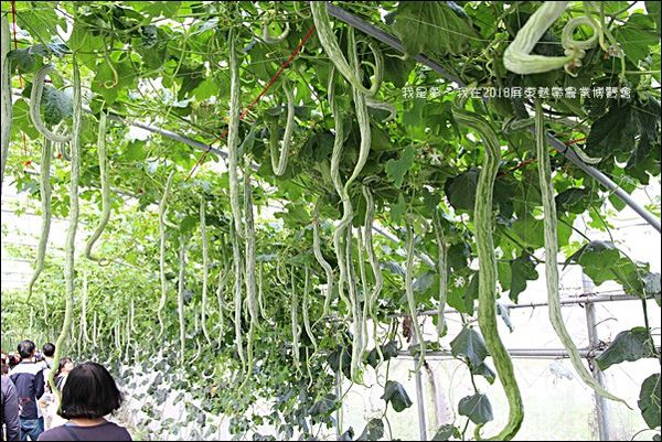 2018屏東熱帶農業博覽會21.jpg