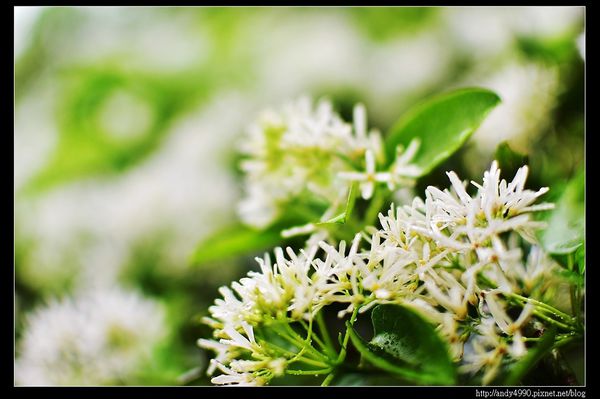 20160417石管局大草坪流蘇4