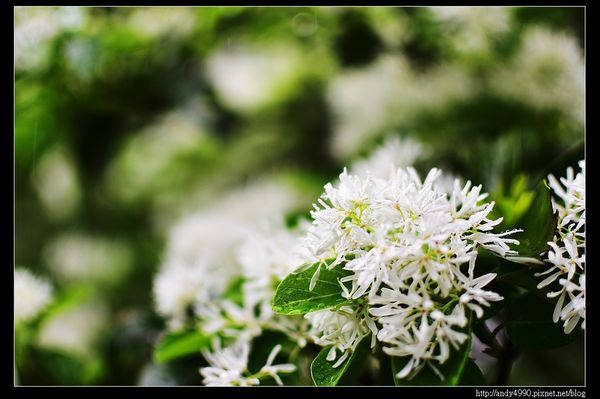 20160417石管局大草坪流蘇8