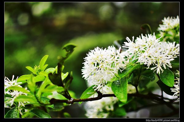 20160417石管局大草坪流蘇2