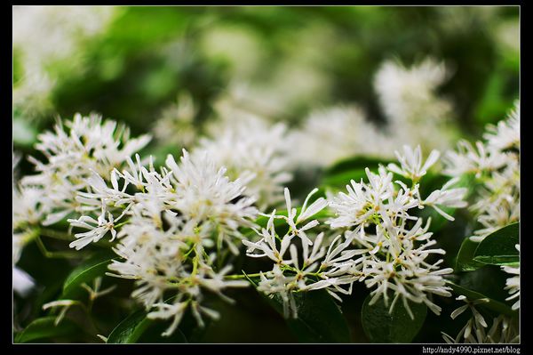 20160417石管局大草坪流蘇6