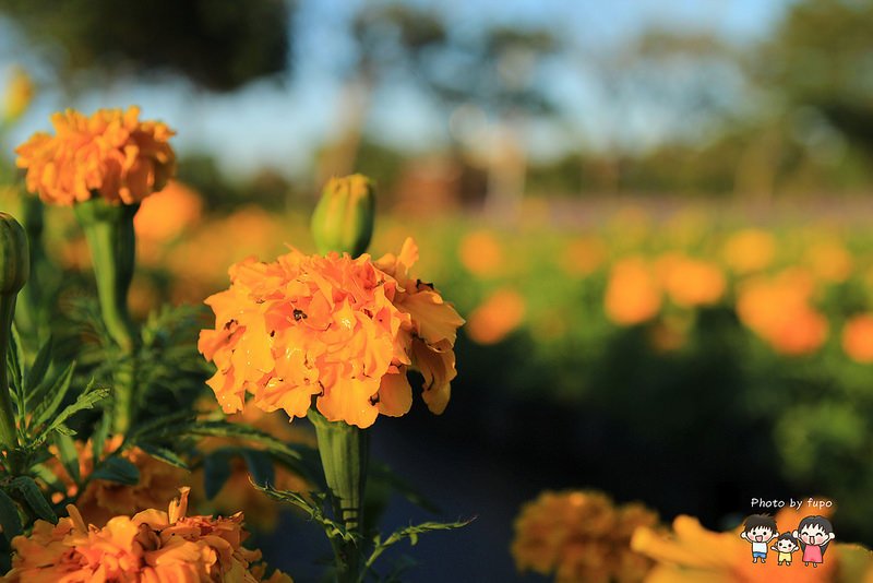 2017花在彰化溪州公園 159