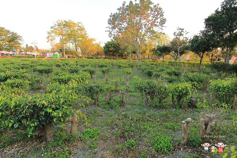 2017花在彰化溪州公園 218