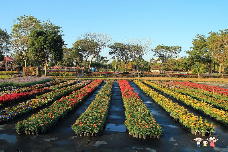 2017花在彰化溪州公園 162