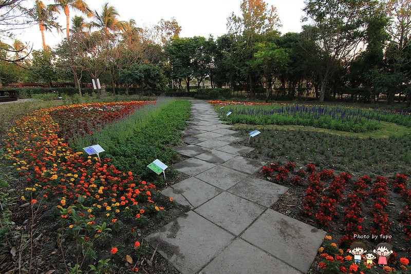 2017花在彰化溪州公園 246