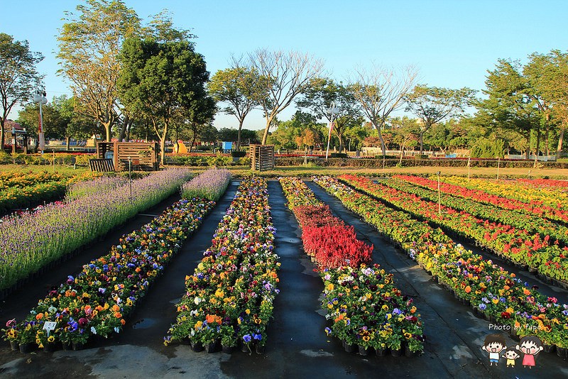 2017花在彰化溪州公園 161