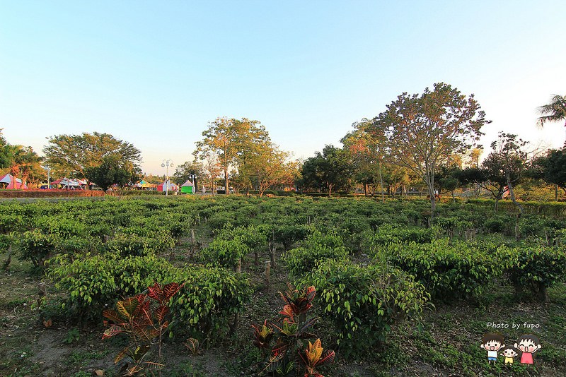 2017花在彰化溪州公園 217