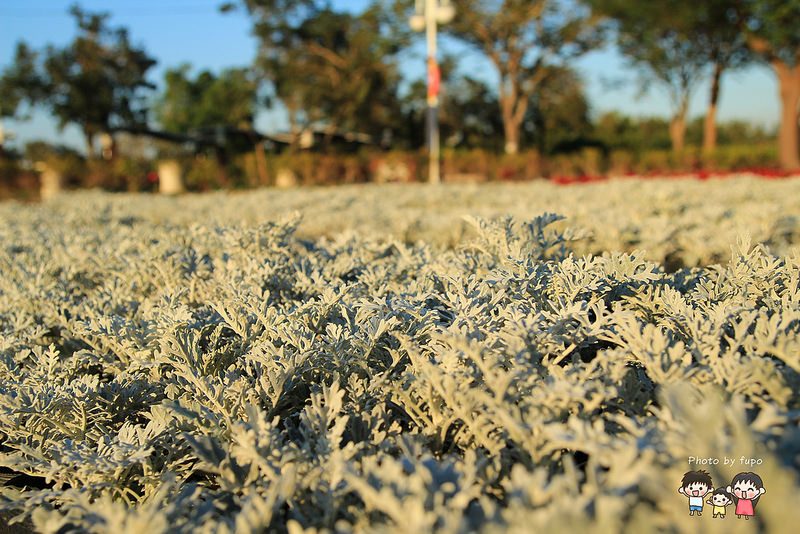 2017花在彰化溪州公園 151