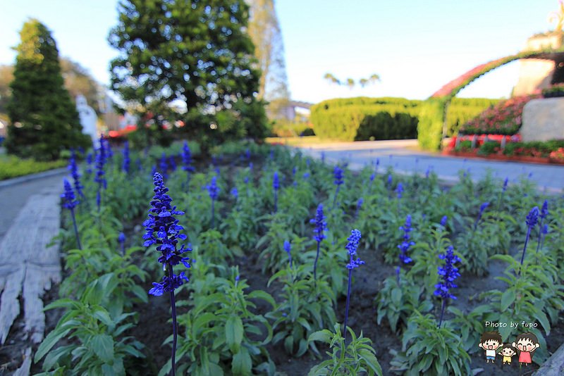2017花在彰化溪州公園 024